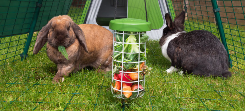 is it safe for dogs to eat rabbit poop