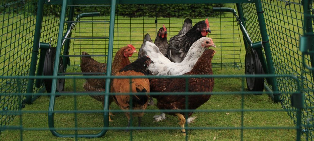 Forskjellige typer høner inni en hønsegård
