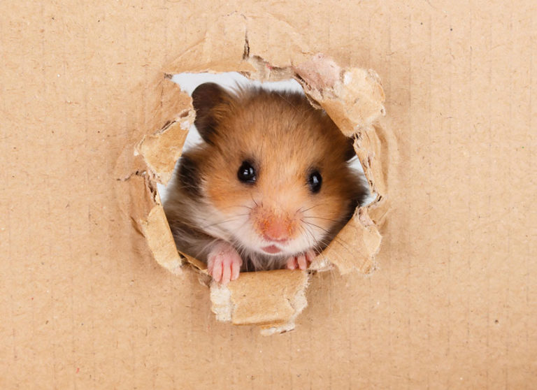 How To Find a Lost Hamster The Omlet Blog