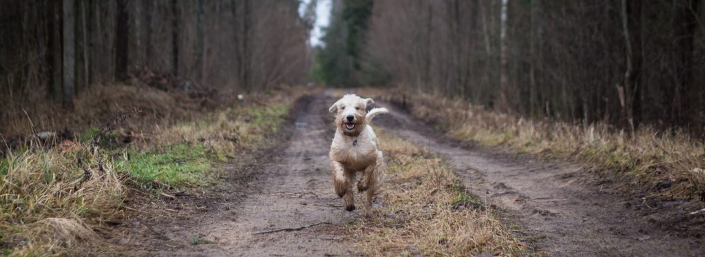 En terrier som kommer springende over en landevei i skogen.