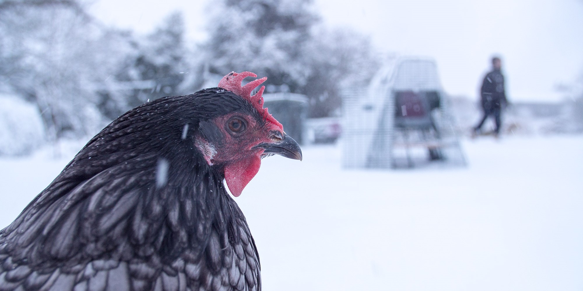 En høne i forgrunnen av et menneske og et Eglu hønsehus dekket av snø.