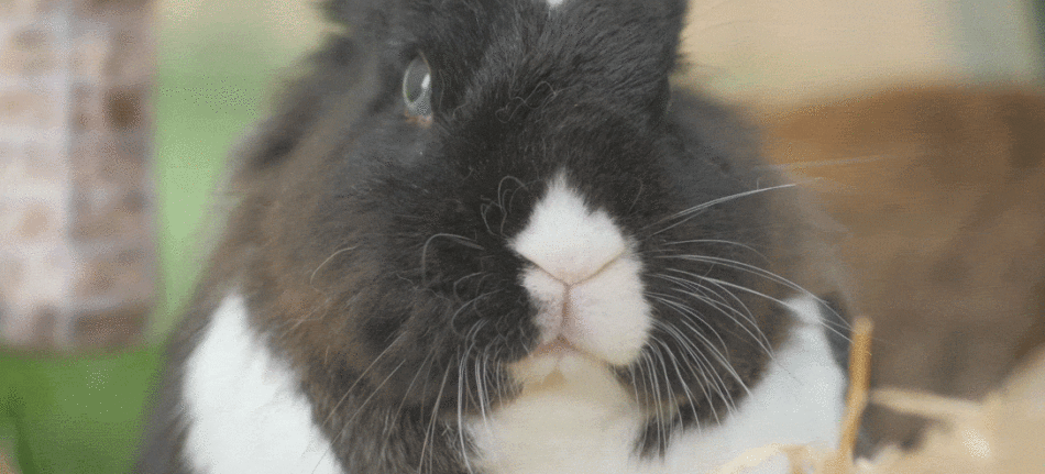 GIF of rabbit with twitching nose