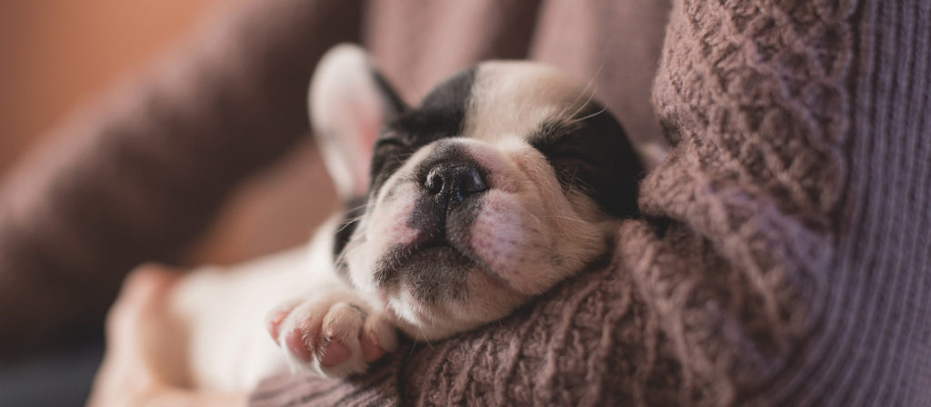 Dog asleep in a woman's arms