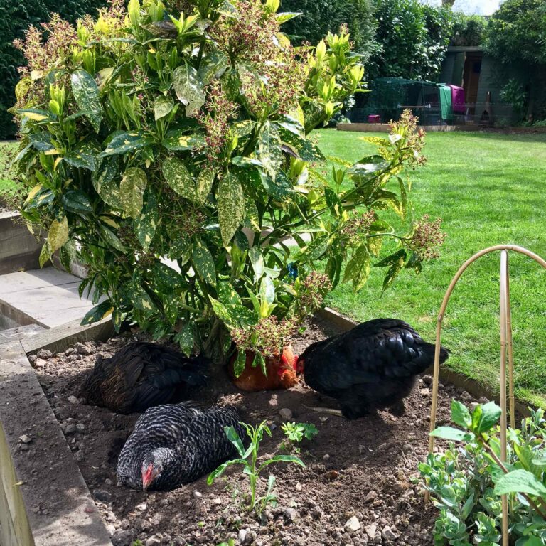 How to Make a Dust Bath for Your Chickens Omlet Blog UK