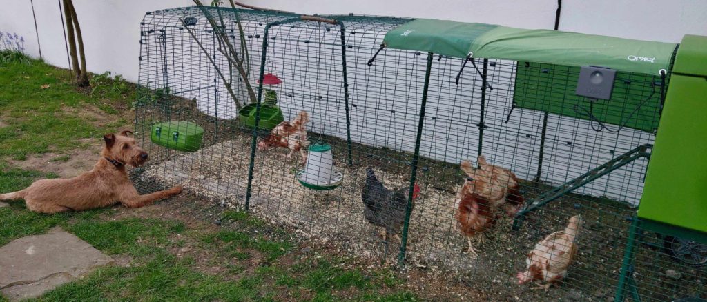 Hond kijkt naar kippen in Omlet Eglu Cube kippenhok met ren