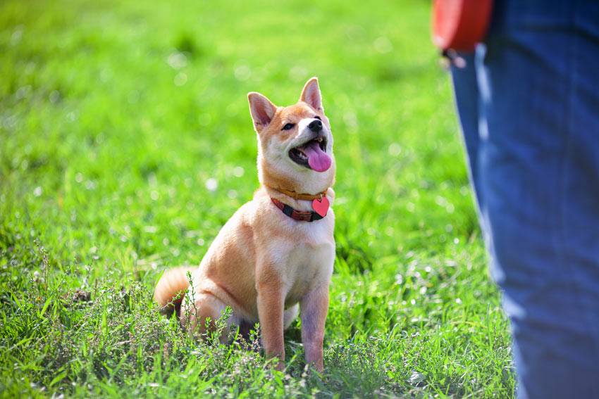 Dog sat down listening to owner during training