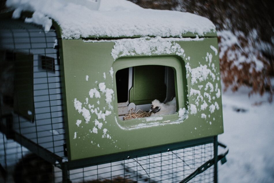 Omlet Eglu Cube Chicken Coop covered in snow