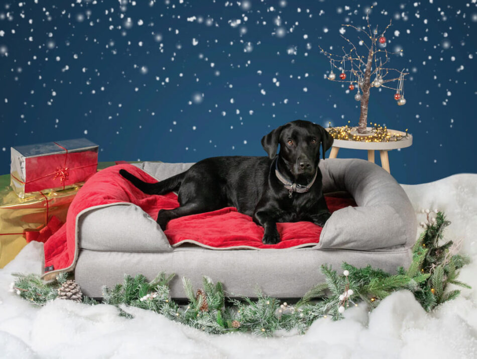 black labrador on grey dog bed and christmas decorations
