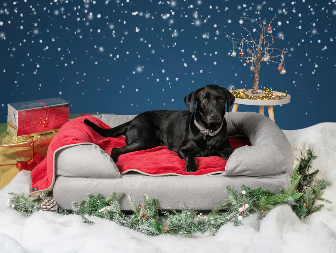 The ultimate dog Christmas guide - Omlet Blog UK