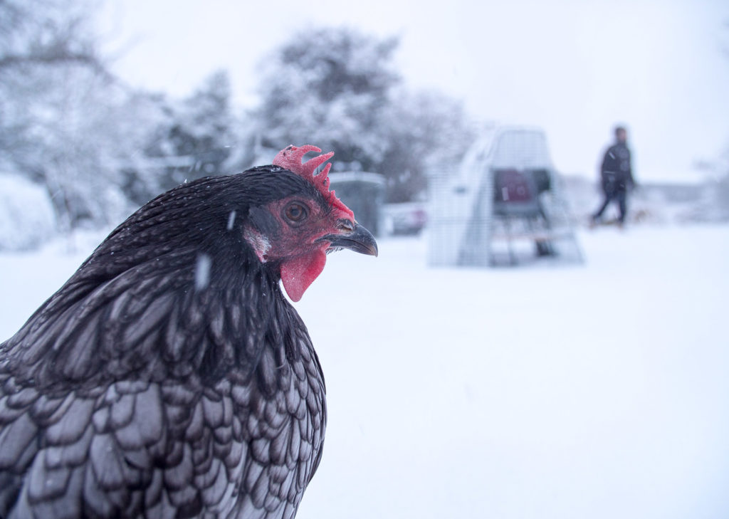 En sort høne i forgrunnen av et Eglu hønsehus, med masser av snø dalende ned.