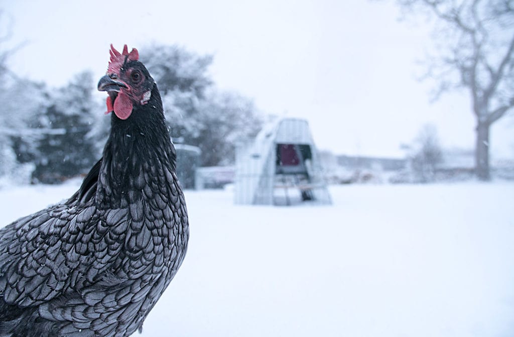 A close up of a grey chicken with the Eglu Go behind in the snow 2