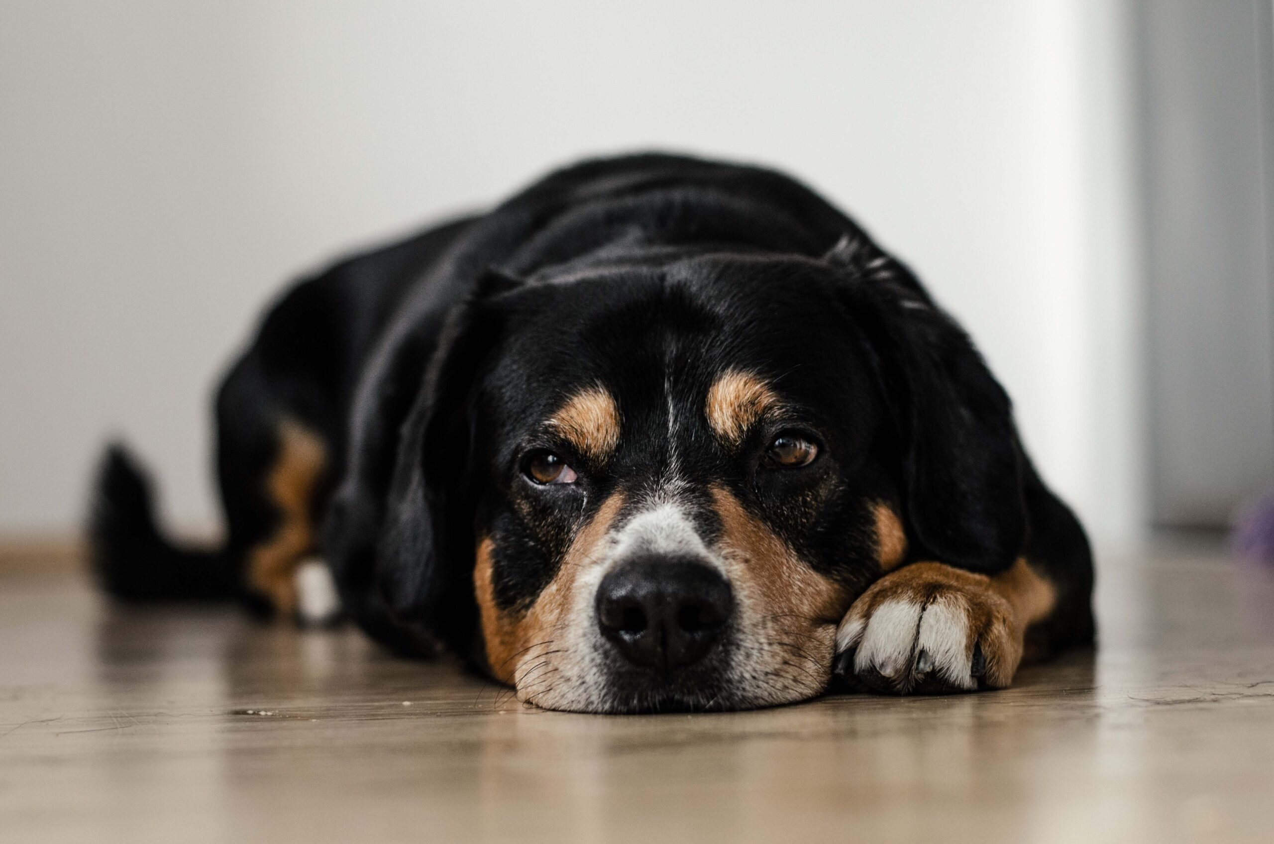 Een droef kijkende hond liggend op de vloer