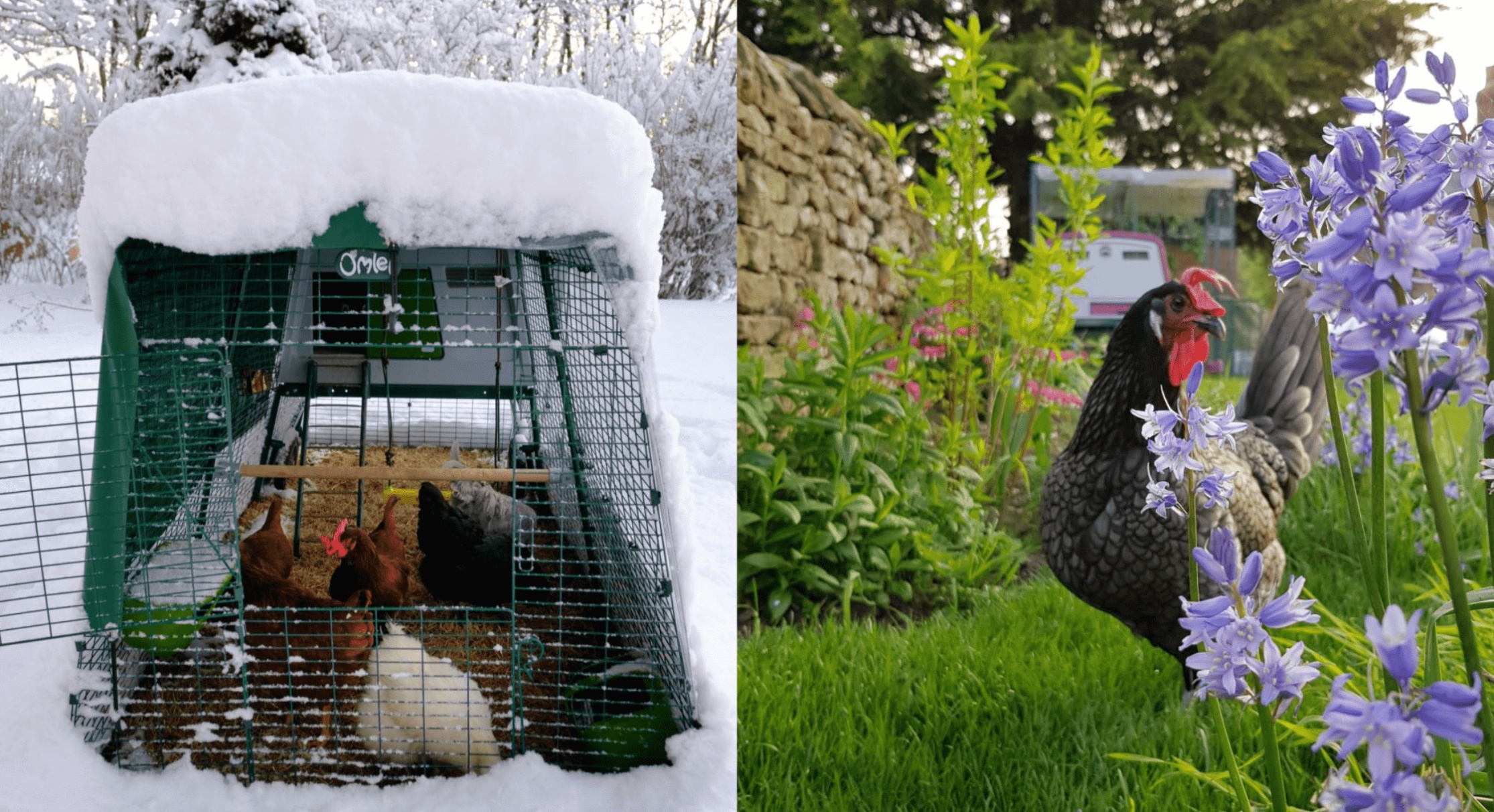 A snowy Omlet Eglu chicken coop and a chicken stood next to a purple spring flower