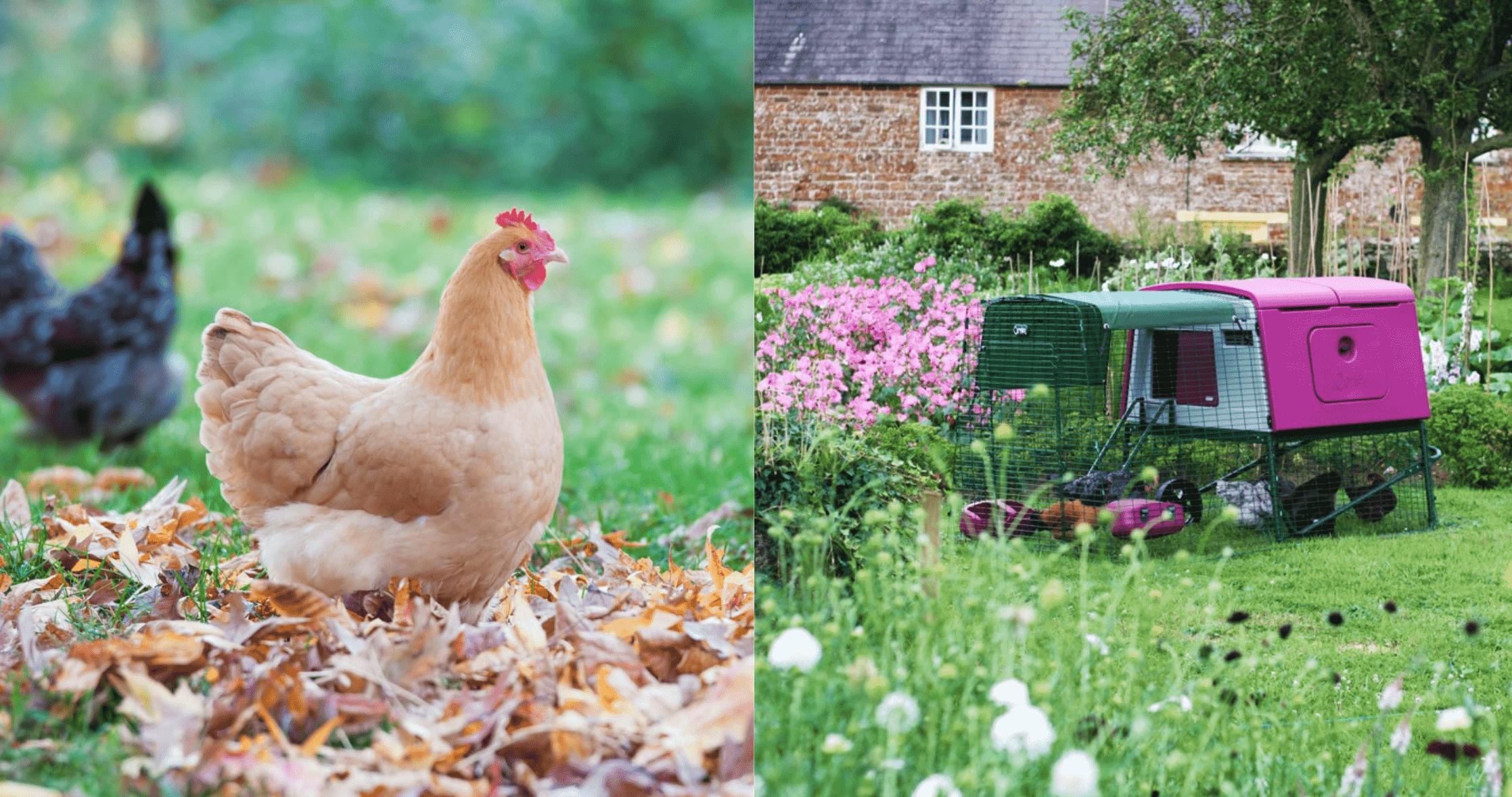 Chickens in autumn garden and Omlet Eglu chicken coop