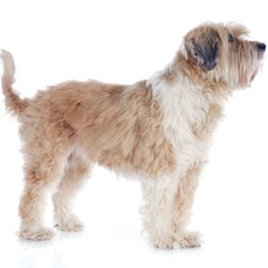 En tibetansk terrier med utrolig myk pels.