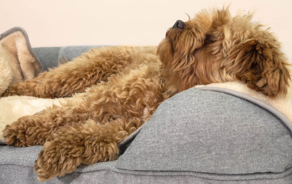 Best place for outlet dog beds