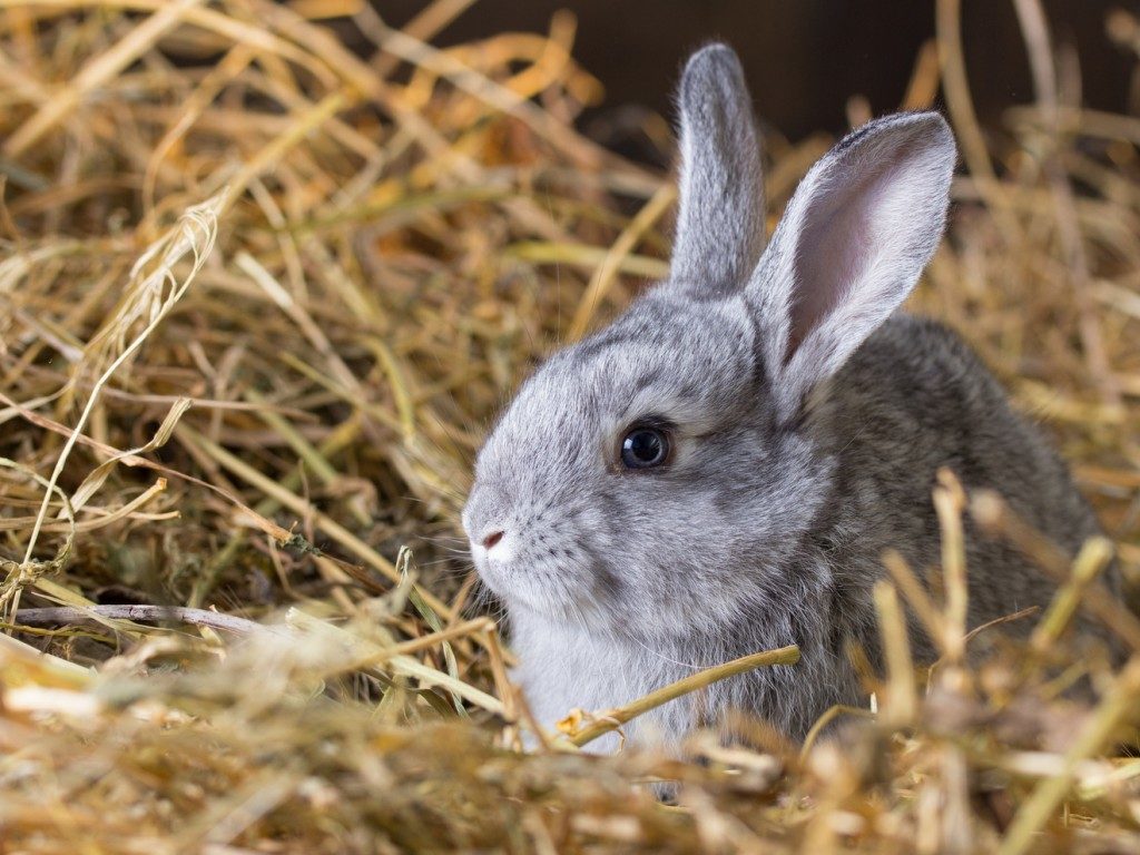 Warm rabbit outlet hutch