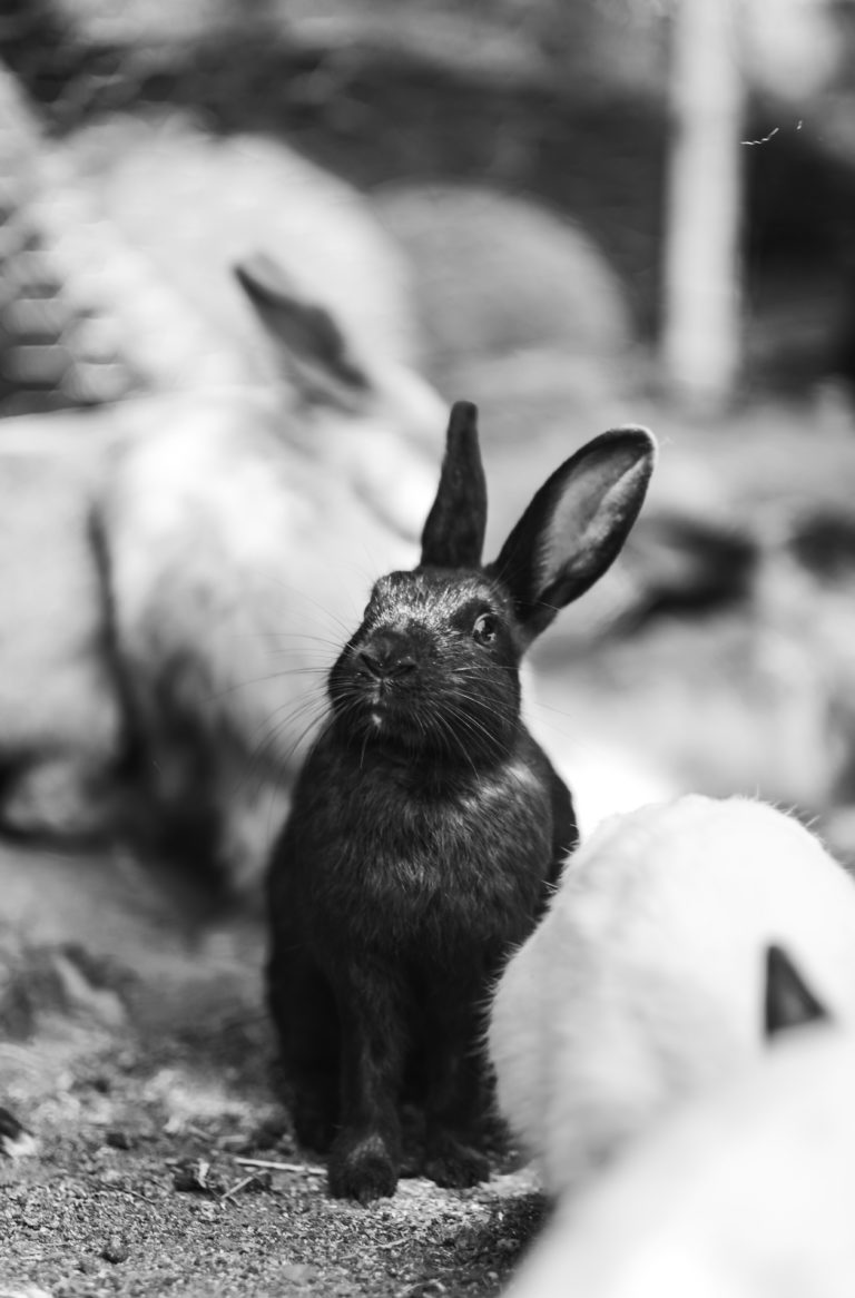 how-can-i-keep-my-pet-rabbits-warm-in-the-winter-omlet-blog-uk