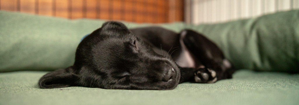En sort valp som sover søtt i bolster-sengen sin.