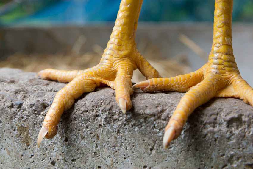 A pair of chicken feet