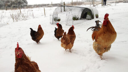 Chickens outside in the snow with their Eglu Go