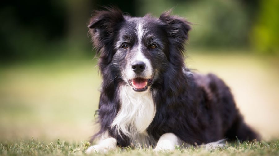 En svart og hvit border collie ligger rolig på gresset og venter på neste kommando.