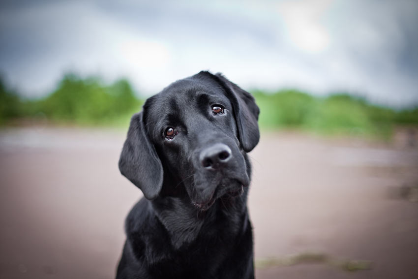 En nydelig, svart labrador retriever med hodet på skakk og triste, brune øyne.