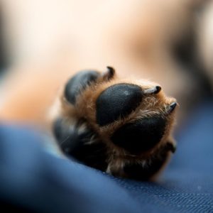 A dog's paw pad