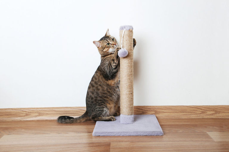 Why Do Cats Need a Scratching Post? Omlet Blog UK