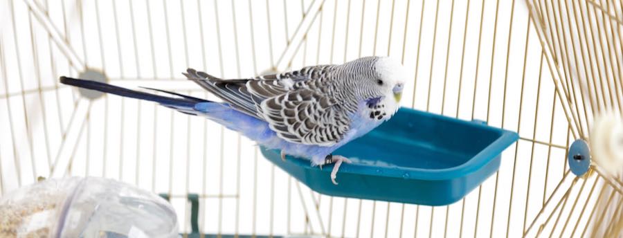 Een vogel in het indoor Geo vogelbadje, parkieten, vinken en kanaries