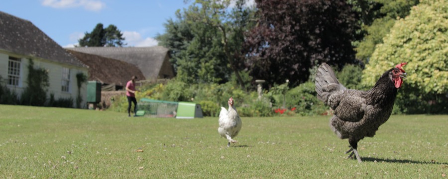 kippen in de tuin met een Eglu Go op de achtergrond