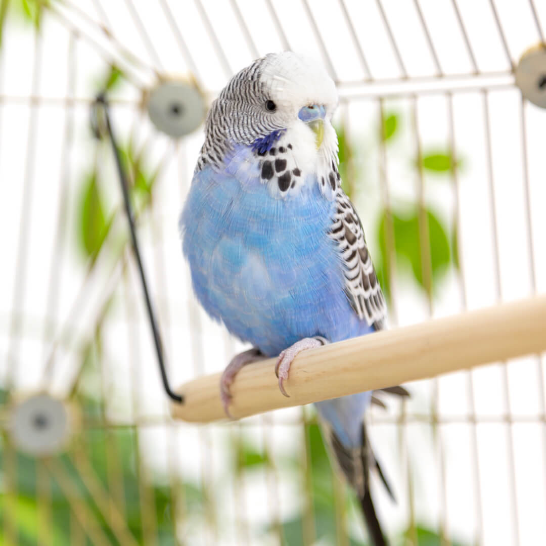 budgie perch pets at home