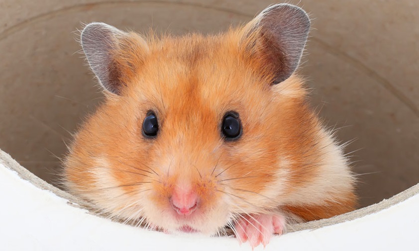 A hamster peeping out of a tunnel