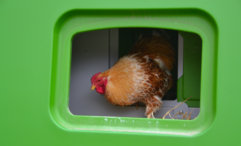 Bruine hen in de nestkast van haar Omlet Eglu kippenhok