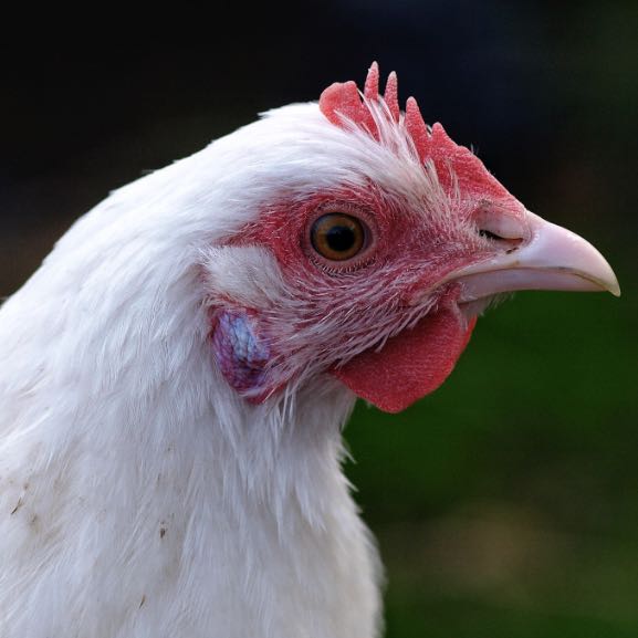 Nærbilde av en hvit leghorn høne med rød hanekam og lapper.