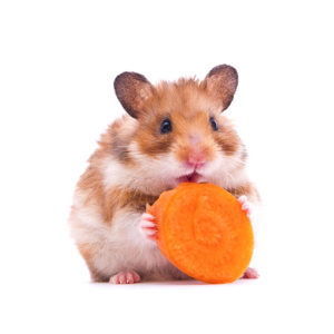 Hamsters vs Guinea Pigs: Which One Is Best for You?