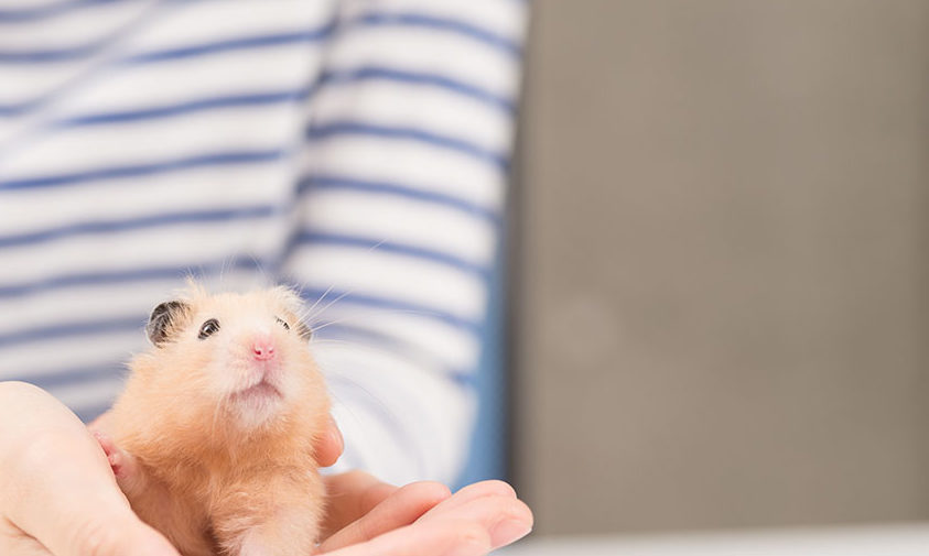 En sandfarget gullhamster som sitter i hånden til eieren sin mens de leker sammen.