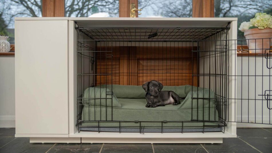 Puppy in Fido Nook Dog Crate with Green Bolster Dog Bed
