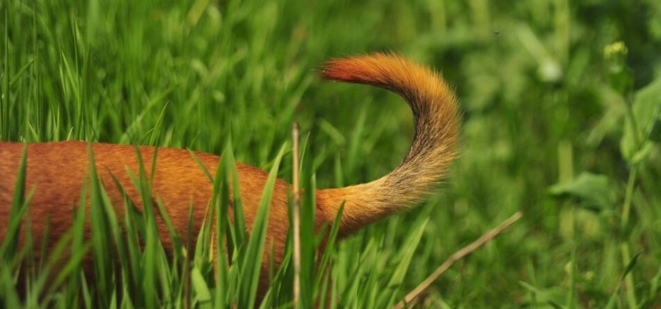 Brown dog tail in grass