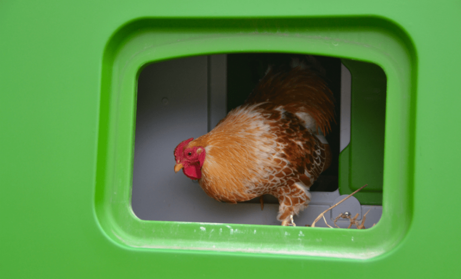 Brown hen in Omlet Eglu Chicken Coop nesting box