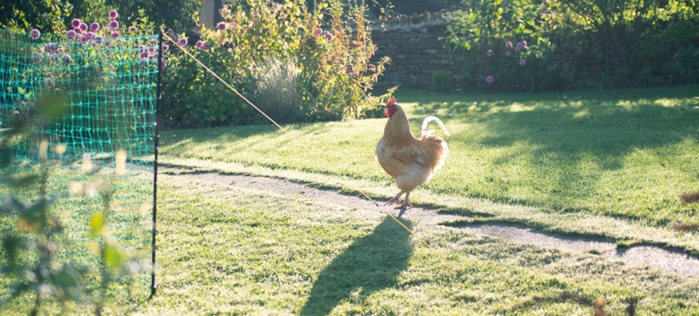 Chicken roaming outside, Omlet chicken fencing