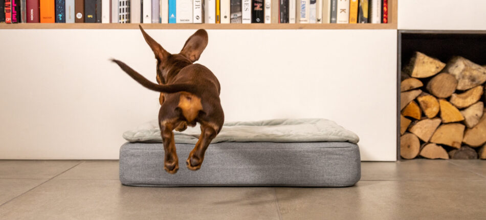 Dachshund dog jumping on the Omlet Topology Dog Bed - focus on tail