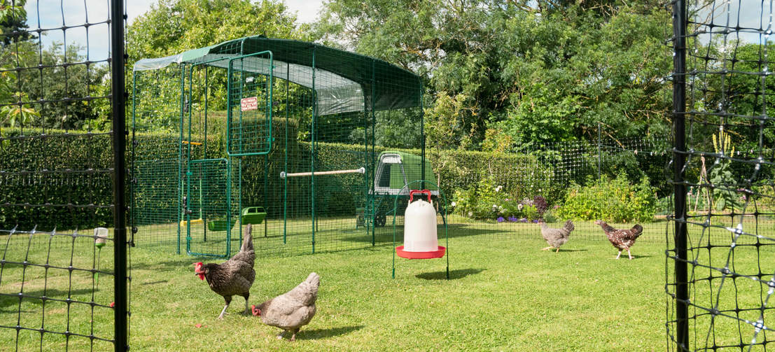 Four chickens outside in their walk in run