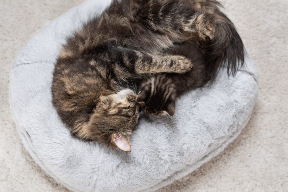 Two cats curled up on Omlet Maya Donut Cat Bed