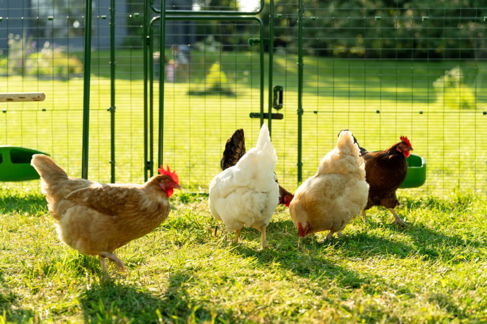 chickens foraging in a walk in run