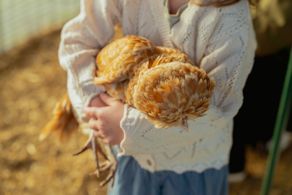 young girl cuddles a chicken