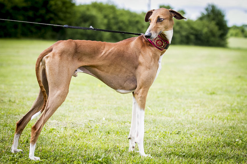 En Azawakh hund med lysebrun, veldig kort pels og hvitfarget underside, brystkasse og bein.