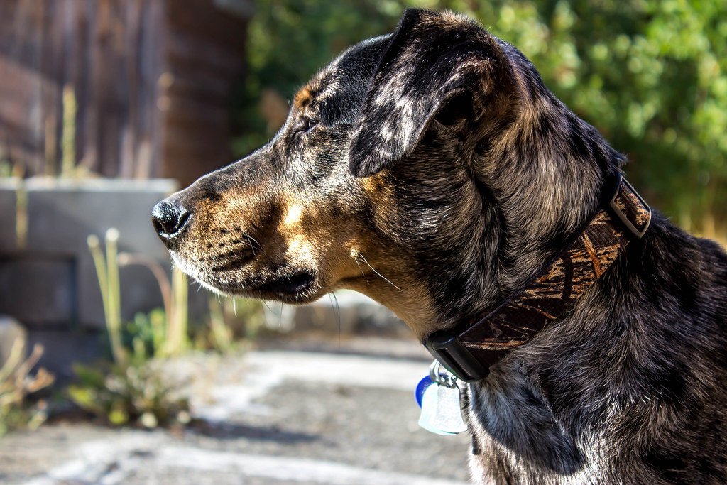 Et nærbilde av en Catahoula Leopard hund sett fra siden, med flekker i hvit, grå og svart.