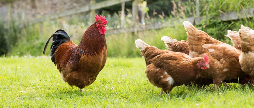 The 7 Quietest Chicken Breeds for a Peaceful Backyard - The Egg Carton  Store Blog