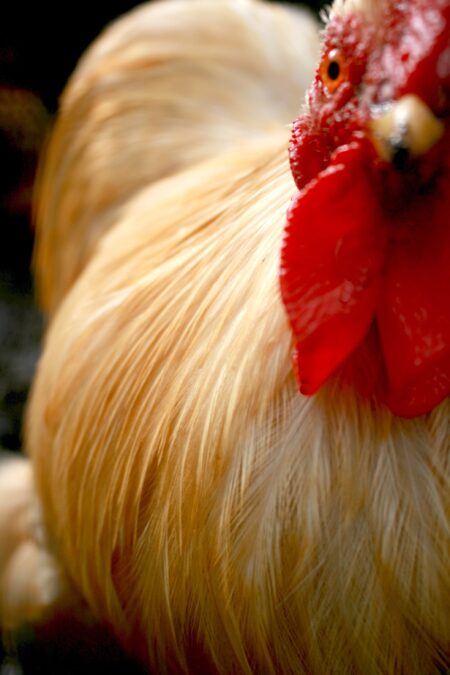 Close up of white cockerel with red wattle
